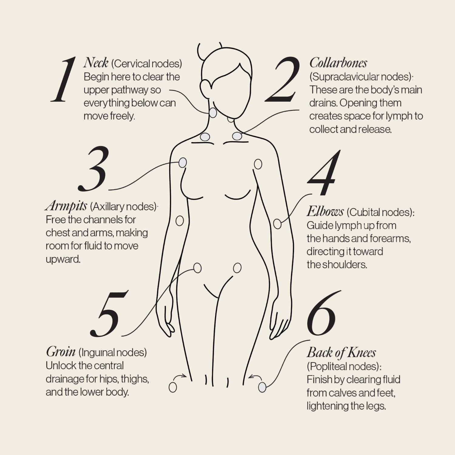 Lymphatic Drainage Dots - Pileggi on the Square Salon Powered by Gatto Salon Group